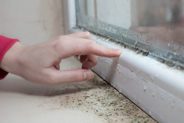 Best HVAC Mold Inspection and Cleaning  in Tropical Park, FL